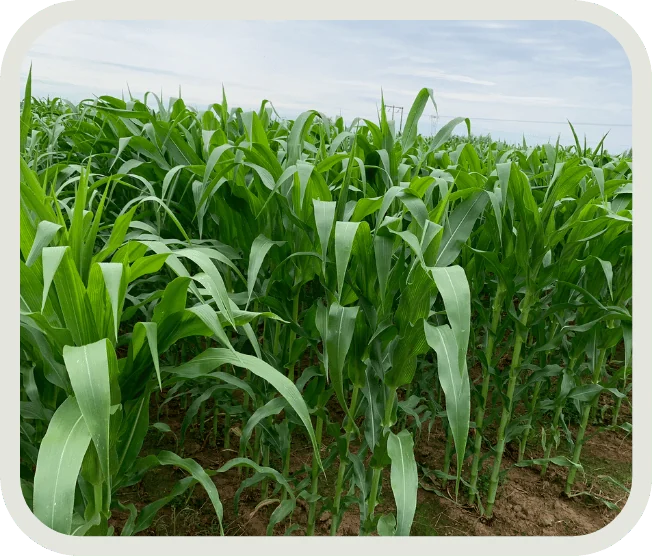 Corn growing in the field trial shown on the CoteX row-crops website